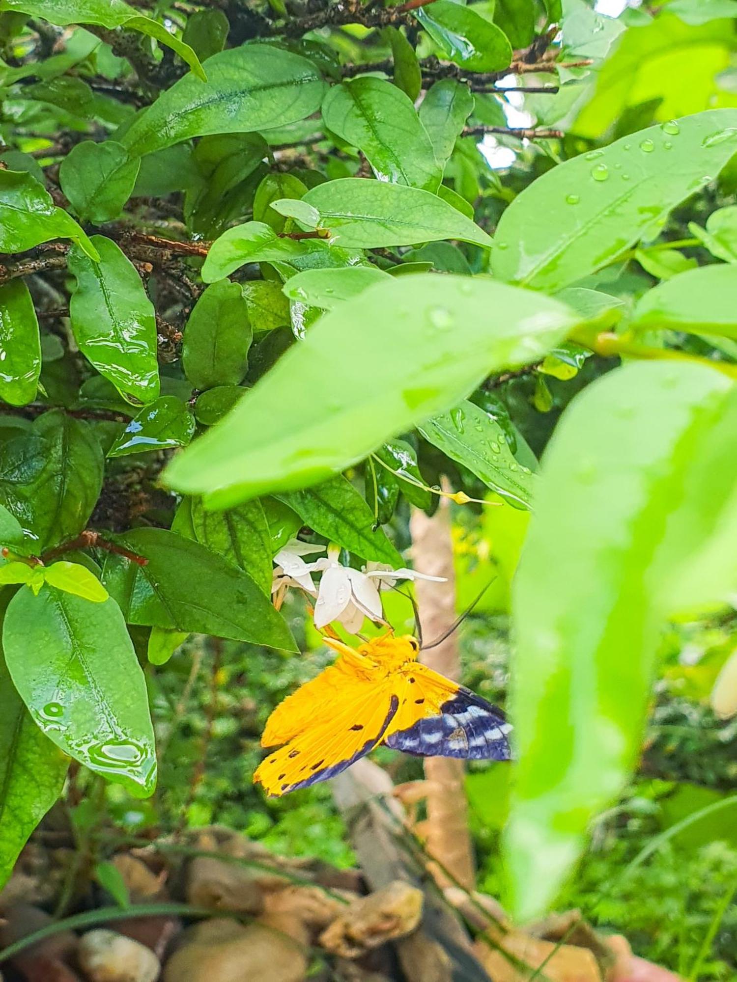 Green Hill Guest House Kien Luong Esterno foto